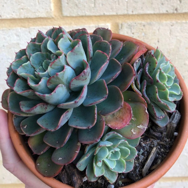 plant image 860057 plant image 860057