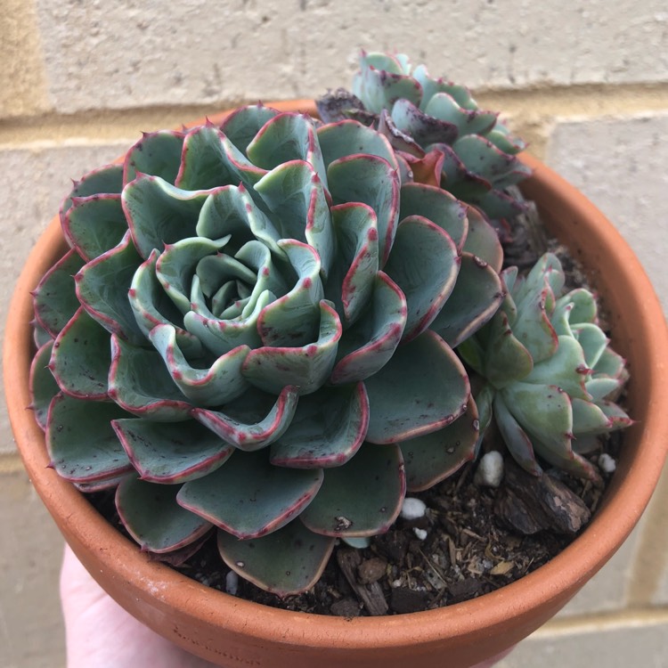 plant image 875867 plant image 875867