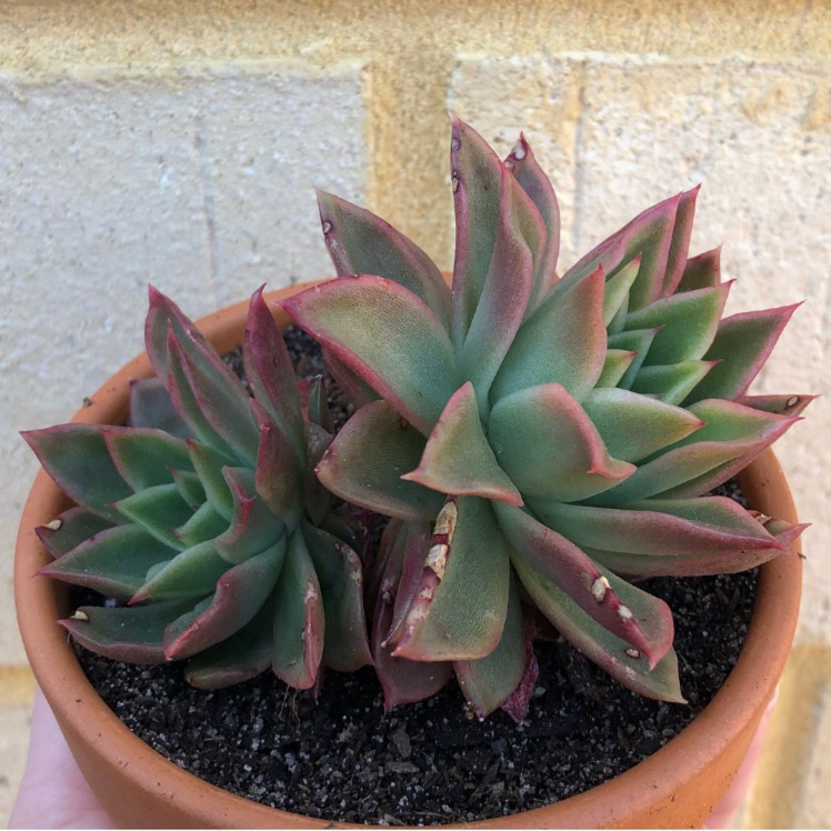 plant image 882403 plant image 882403