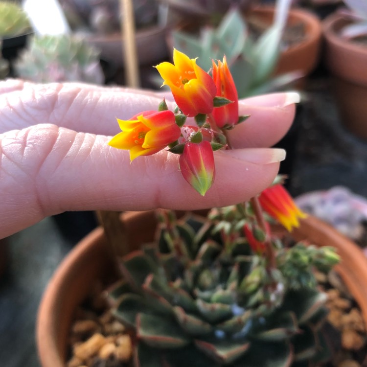 Plant image Echeveria Forever