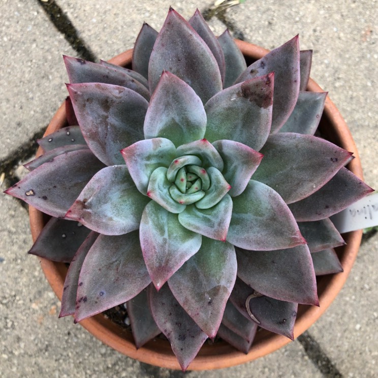 plant image 897243 plant image 897243