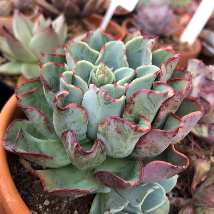plant image 897257 plant image 897257