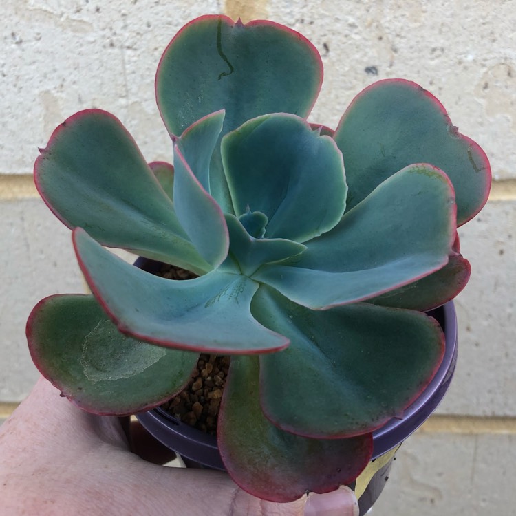 plant image 899798