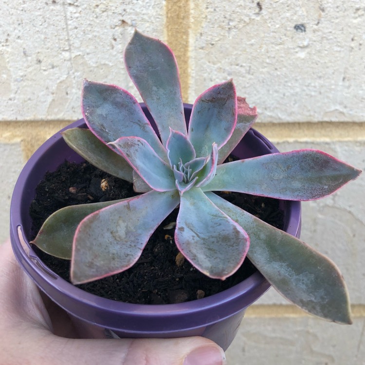 plant image 899799
