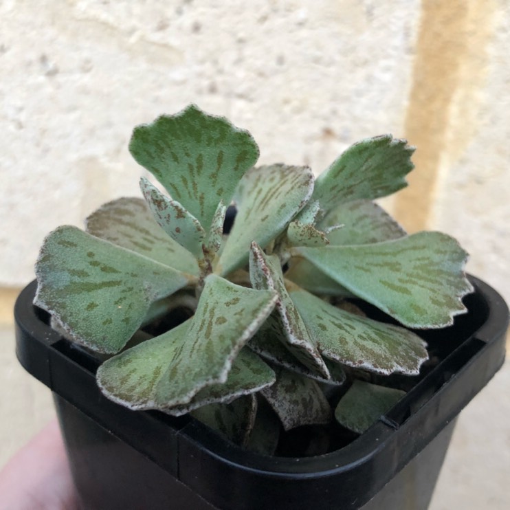 Plant image Kalanchoe rhombopilosa var. rhombopilosa