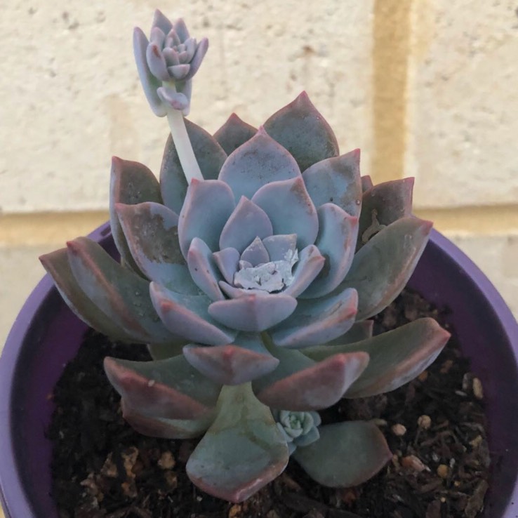 plant image 924916