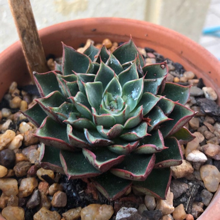 plant image 927935