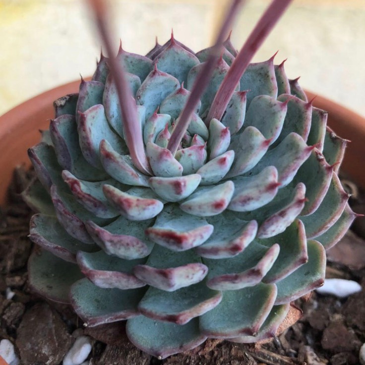Plant image Echeveria Minima White Form