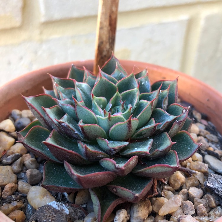 plant image 936792