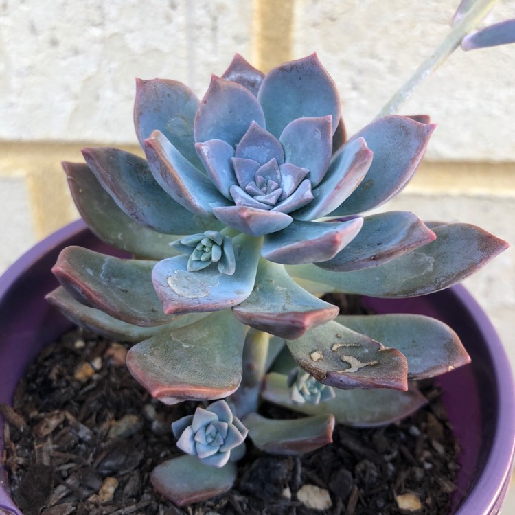 plant image 936798