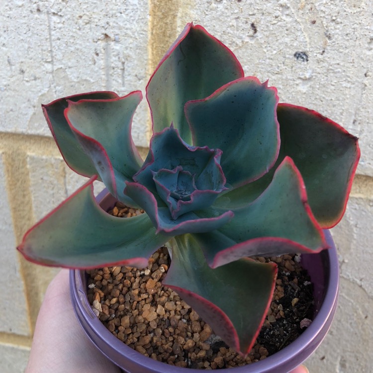Plant image Echeveria Capri
