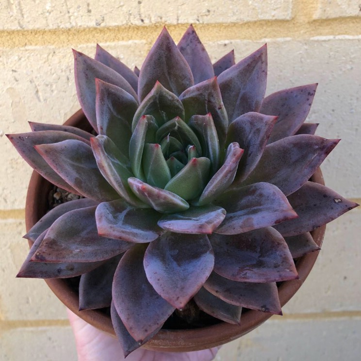 Plant image Echeveria Agavoides Romeo X Echeveria Laui