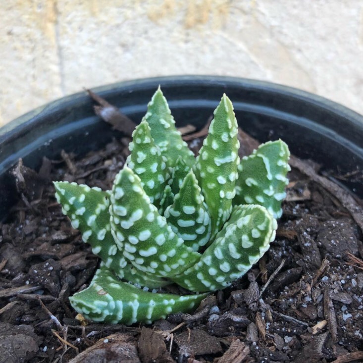 plant image 941251 plant image 941251