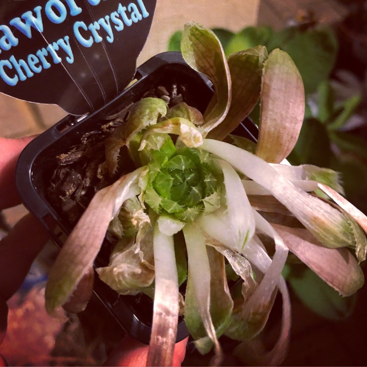 Plant image Haworthia Cherry Crystal