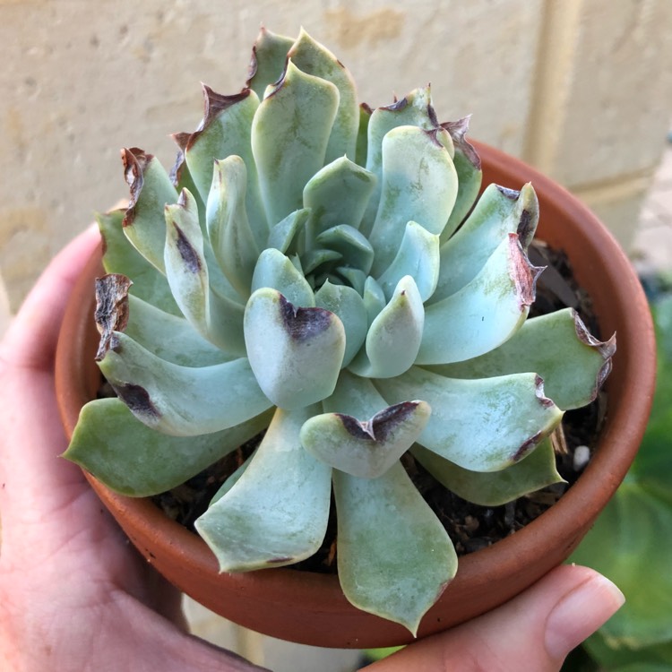 plant image 946608
