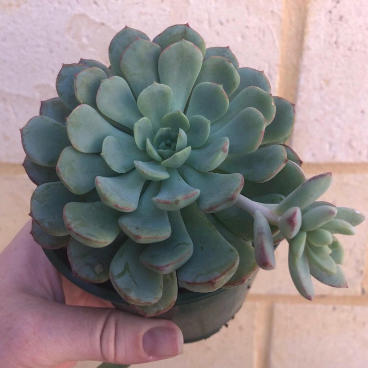 plant image 951503