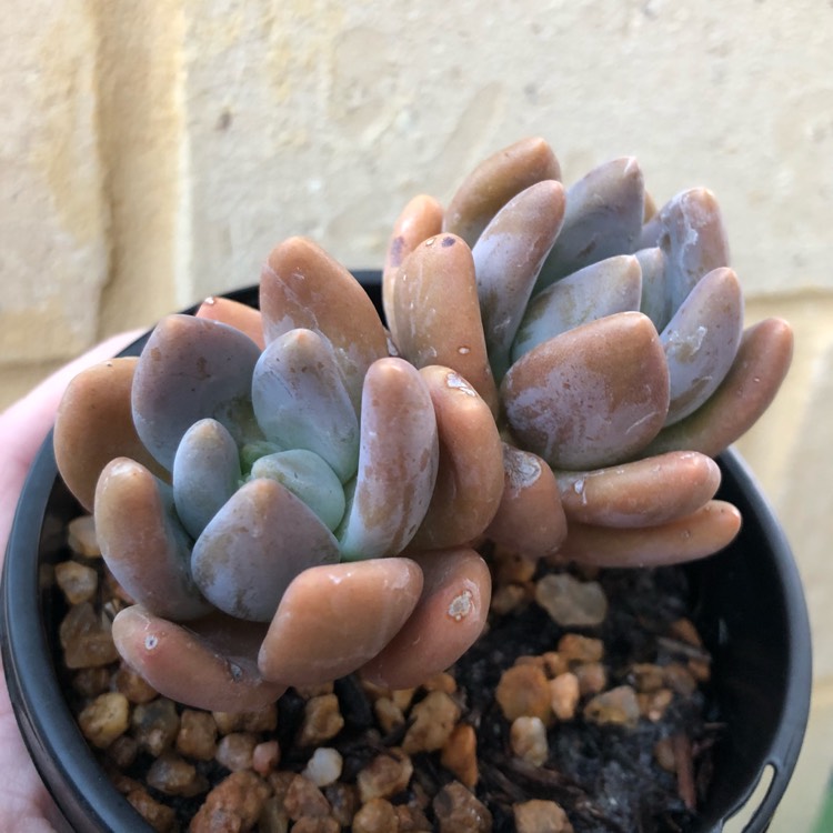 Plant image xSedeveria Blue Mist