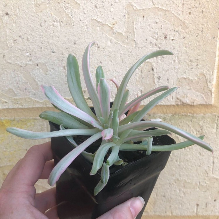 plant image 974325