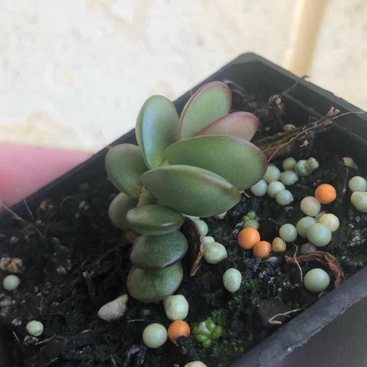 Plant image Adromischus Subdistichus
