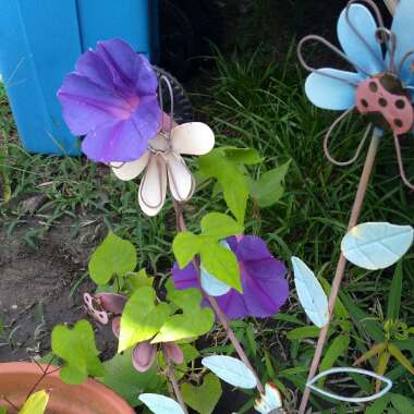 Ipomoea turbinata