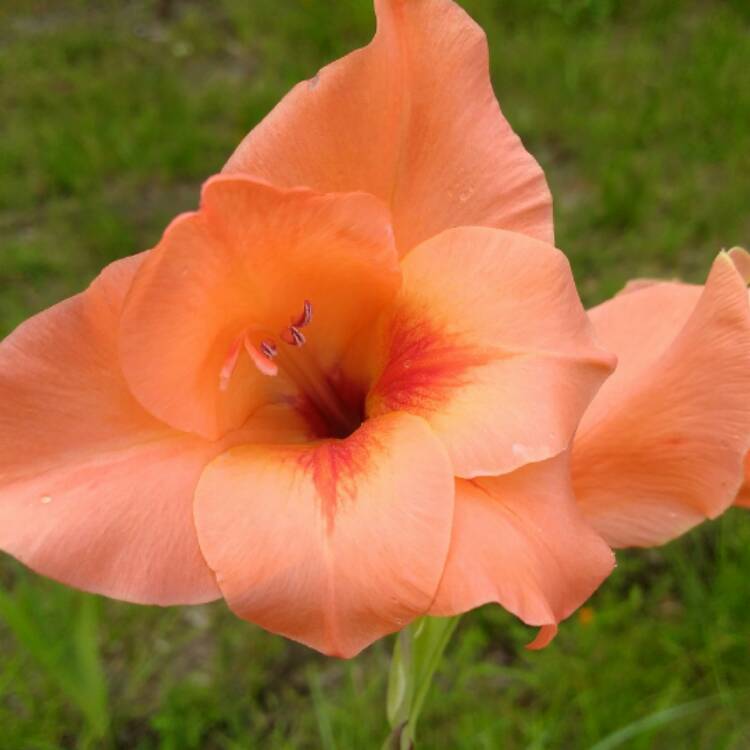 Plant image Gladiolus 'Peche Melba'