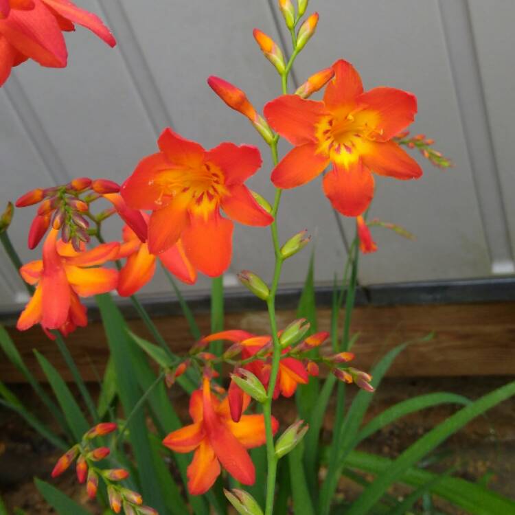 plant image 507550 plant image 507550