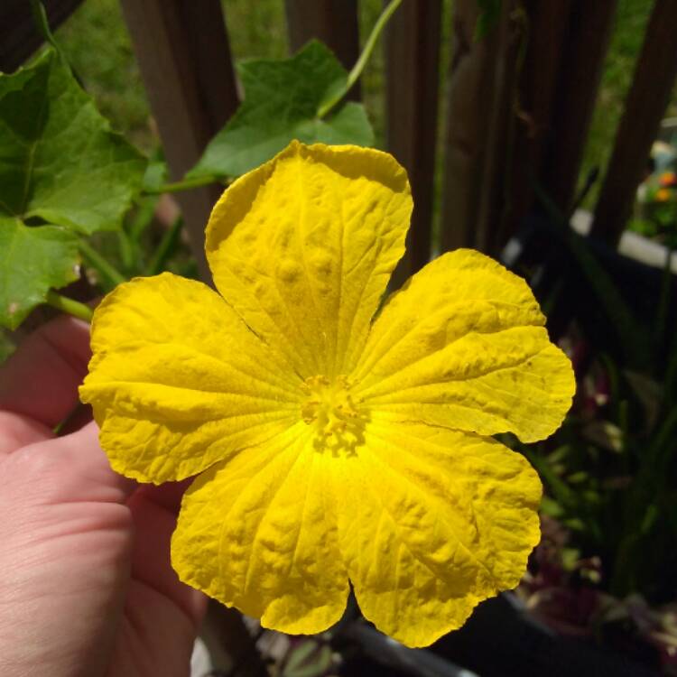 Plant image Luffa aegyptiaca
