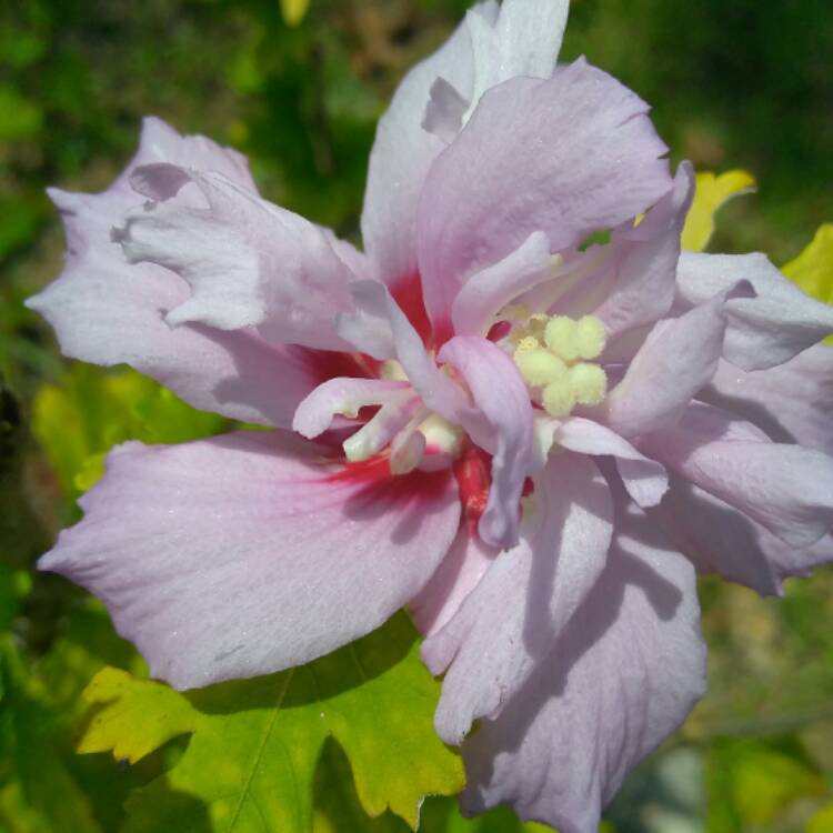 Plant image Hibiscus syriacus 'Danica'