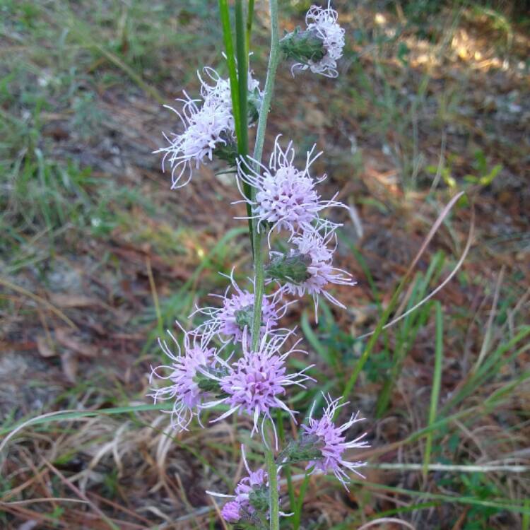 Plant image Liatris punctata
