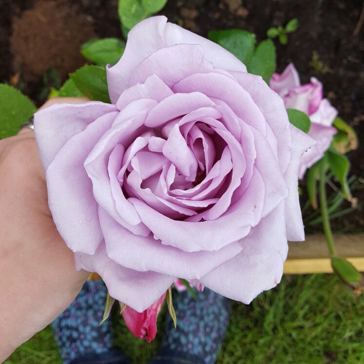 Plant image Rosa 'Tannacht' syn. Rosa 'Blue Moon', Rosa 'Blue Munday', Rosa 'Sissi', Rosa 'Navo-Rose', Rosa 'Mainzer Rad', Rosa 'Mainzer Fastnacht'