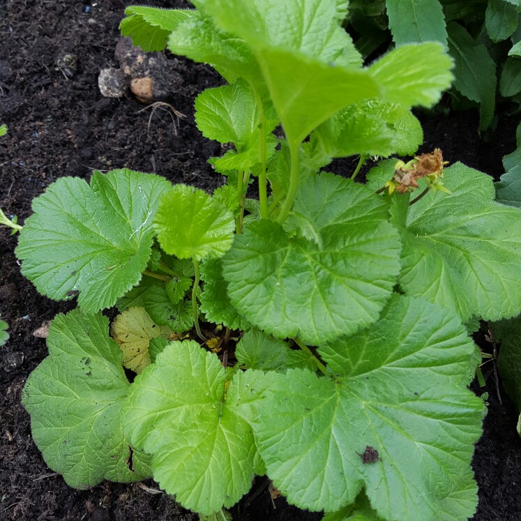 plant image 100607