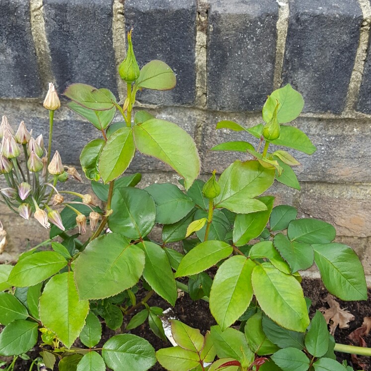 plant image 107519