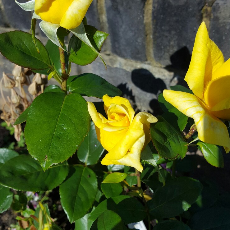 plant image 135393
