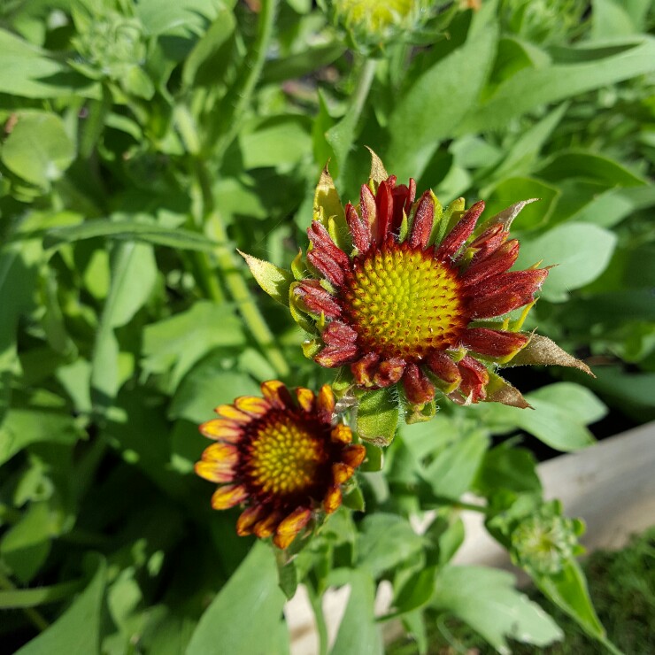 Plant image Gaillardia x grandiflora 'Burgunder' syn. Gaillardia 'Burgunder', Gaillardia x grandiflora 'Burgundy', Gaillardia 'Burgundy'