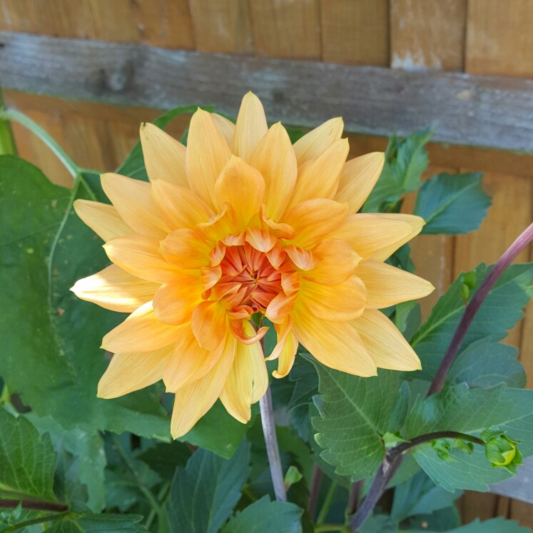 Dahlia 'Noordwijks Glorie'