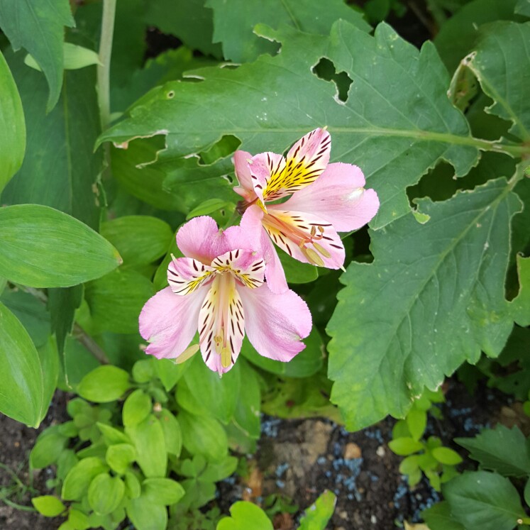 Peruvian Lily