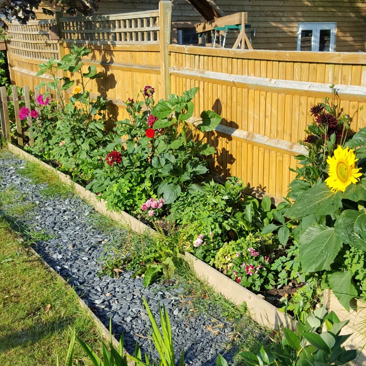 Katie's garden