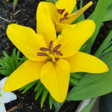 Lily 'Orange Matrix' (Asiatic)