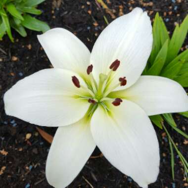Lily 'Classic Joy' (Asiatic)