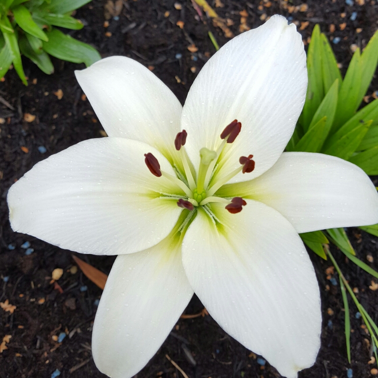 Plant image Lilium 'Classic Joy'