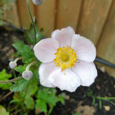 Japanese Anemone 'Dreaming Swan'