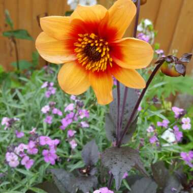 Dahlia