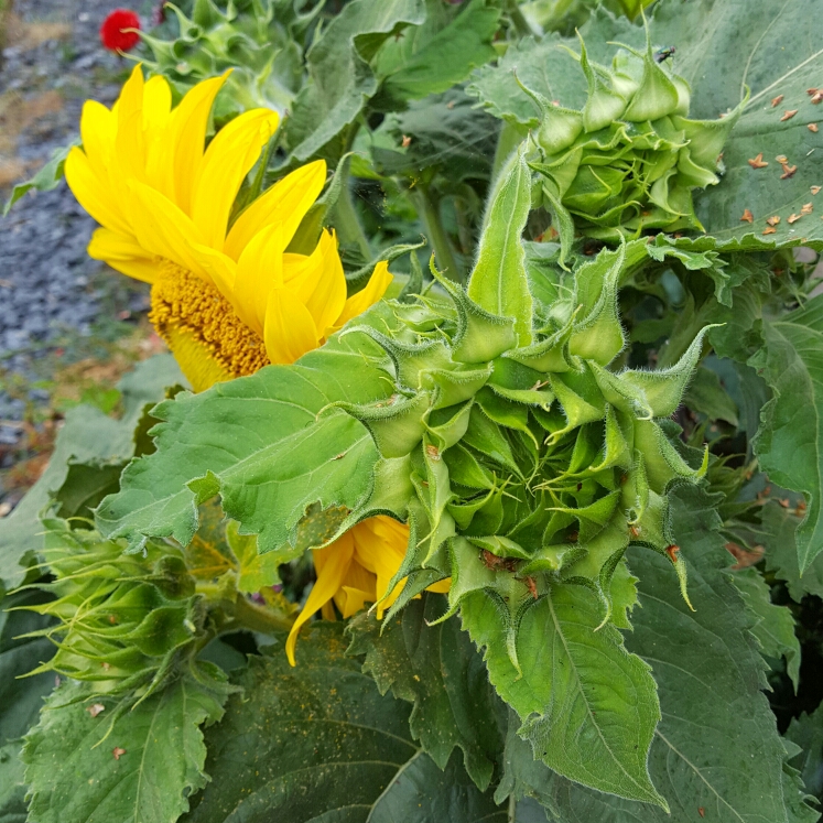 plant image 189147