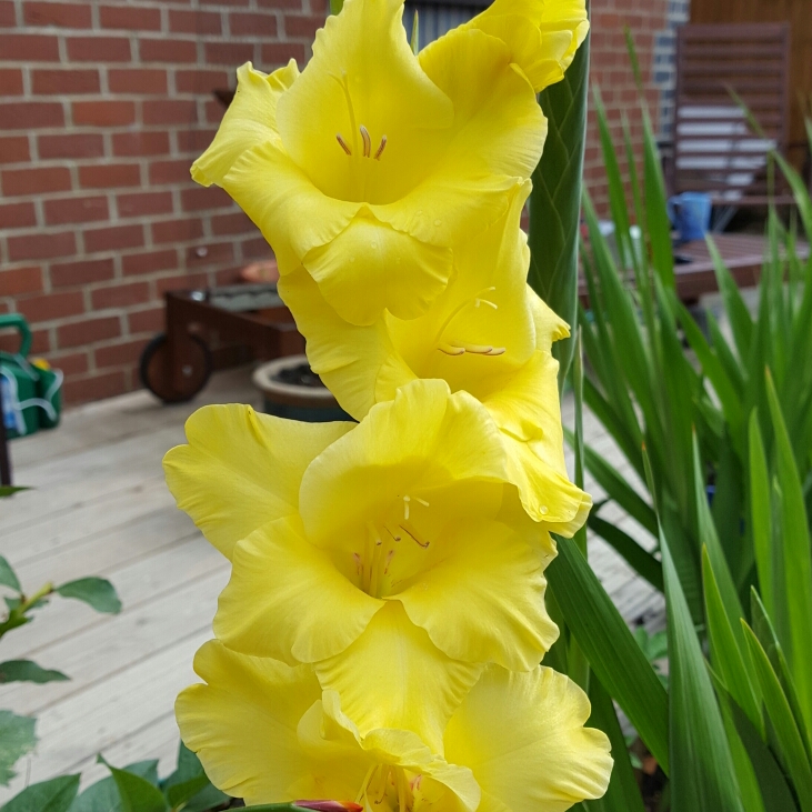 plant image 211106