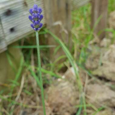Lavender
