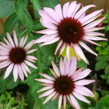 Coneflower (Echinacea)