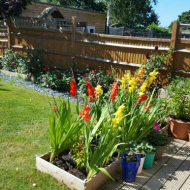 Katie's garden