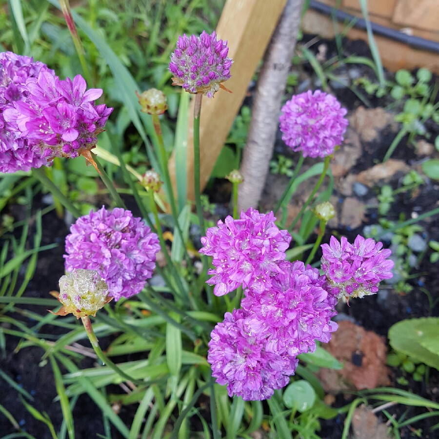 Plant image Armeria pseudarmeria 'Ballerina Purple Rose'