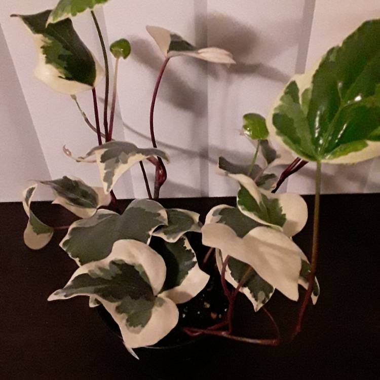Plant image Hedera Algeriensis 'Gloire de Marengo'