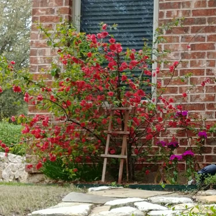 Plant image Chaenomeles japonica 'Cido'